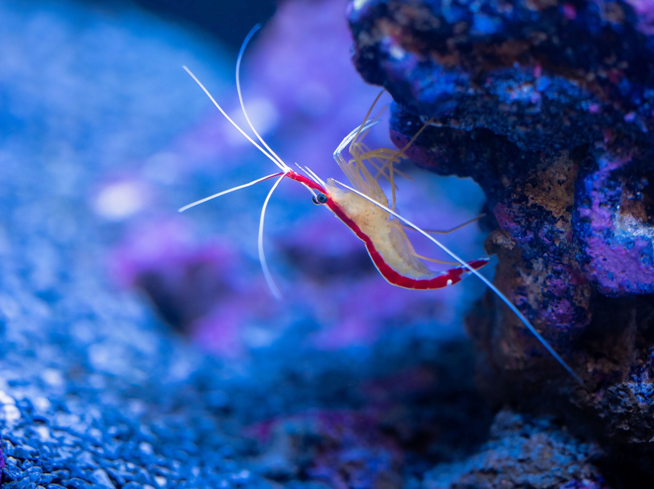 A cleaner shrimp swimming underwater in blue water